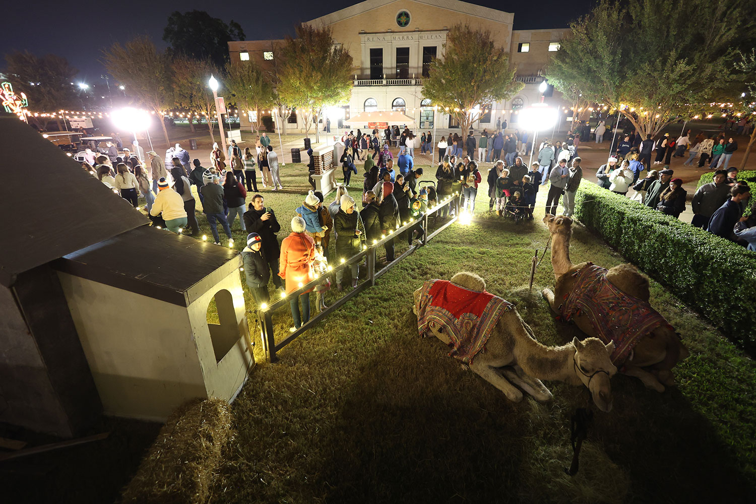 Gathering for Christmas on 5th St. with camels